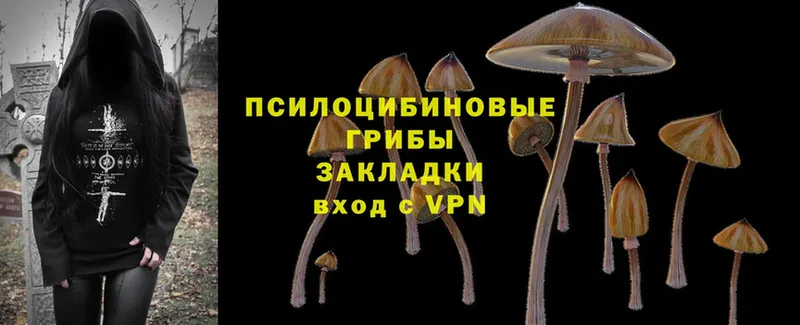 Псилоцибиновые грибы MAGIC MUSHROOMS  наркота  Кедровый 